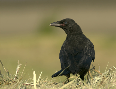 <i class='fa fa-user'></i>&nbsp;janvangastel&nbsp;|   Zwarte Kraai&nbsp; <i class='fa fa-eye'>&nbsp;146</i> &nbsp; <i class='fa fa-comment-o'>&nbsp;2</i>