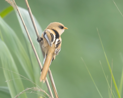 Eerder aangeboden op 26-6-2023. Het geel en het zwart van de vogel is nu beter. Graag nog advies over de achtergrond kleur.