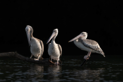 <i class='fa fa-user'></i>&nbsp;harrie69&nbsp;|   Kleine Pelikaan&nbsp; <i class='fa fa-eye'>&nbsp;161</i> &nbsp; <i class='fa fa-comment-o'>&nbsp;4</i>