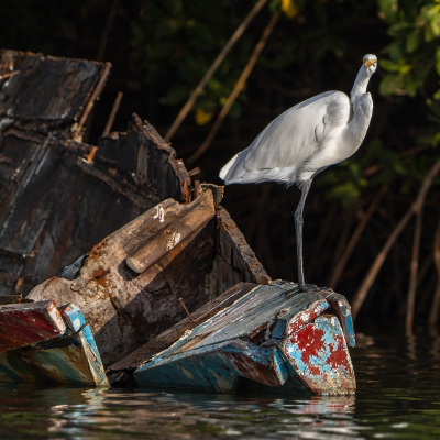 <i class='fa fa-user'></i>&nbsp;harrie69&nbsp;|   Grote Zilverreiger&nbsp; <i class='fa fa-eye'>&nbsp;298</i> &nbsp;<i class='fa fa-thumbs-up'>&nbsp;2</i> &nbsp; <i class='fa fa-comment-o'>&nbsp;11</i>