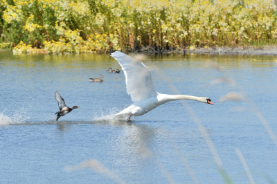 <i class='fa fa-user'></i>&nbsp;mauritskoenen48&nbsp;|   Knobbelzwaan&nbsp; <i class='fa fa-eye'>&nbsp;220</i> &nbsp; <i class='fa fa-comment-o'>&nbsp;3</i>