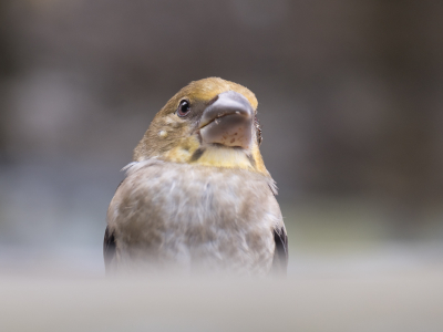 <i class='fa fa-user'></i>&nbsp;Gert-Jan Cromwijk&nbsp;|   Appelvink&nbsp; <i class='fa fa-eye'>&nbsp;139</i> &nbsp; <i class='fa fa-comment-o'>&nbsp;1</i>