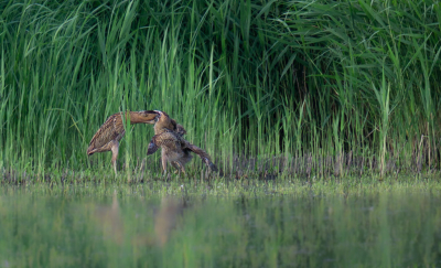 Botaurus stellaris / Roerdomp / Eurasian Bittern