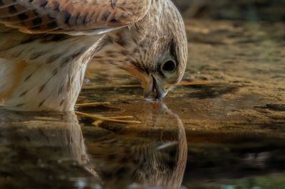 <i class='fa fa-user'></i>&nbsp;John_Jak&nbsp;|   Torenvalk&nbsp; <i class='fa fa-eye'>&nbsp;220</i> &nbsp;<i class='fa fa-thumbs-up'>&nbsp;5</i> &nbsp; <i class='fa fa-comment-o'>&nbsp;4</i>