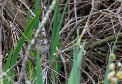 <i class='fa fa-user'></i>&nbsp;Eef Kieft&nbsp;|   Blauwborst&nbsp; <i class='fa fa-eye'>&nbsp;159</i> &nbsp; <i class='fa fa-comment-o'>&nbsp;2</i>