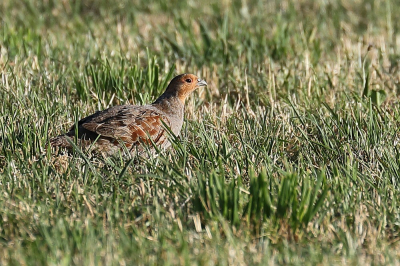 <i class='fa fa-user'></i>&nbsp;hjstukker&nbsp;|   Patrijs&nbsp; <i class='fa fa-eye'>&nbsp;124</i> &nbsp;<i class='fa fa-thumbs-up'>&nbsp;1</i> &nbsp; <i class='fa fa-comment-o'>&nbsp;3</i>
