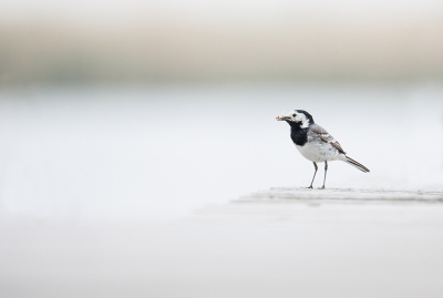 <i class='fa fa-user'></i>&nbsp;Erik van Ark&nbsp;|   Witte Kwikstaart&nbsp; <i class='fa fa-eye'>&nbsp;143</i> &nbsp;<i class='fa fa-thumbs-up'>&nbsp;1</i> &nbsp; <i class='fa fa-comment-o'>&nbsp;1</i>