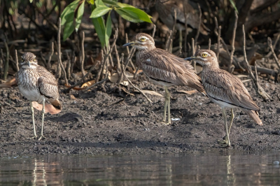 <i class='fa fa-user'></i>&nbsp;harrie69&nbsp;|   Senegalese Griel&nbsp; <i class='fa fa-eye'>&nbsp;161</i> &nbsp;<i class='fa fa-thumbs-up'>&nbsp;2</i> &nbsp; <i class='fa fa-comment-o'>&nbsp;2</i>