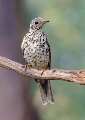 <i class='fa fa-user'></i>&nbsp;Leo Tukker&nbsp;|   Grote Lijster&nbsp; <i class='fa fa-eye'>&nbsp;178</i> &nbsp;<i class='fa fa-thumbs-up'>&nbsp;7</i> &nbsp; <i class='fa fa-comment-o'>&nbsp;4</i>