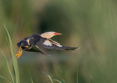 <i class='fa fa-user'></i>&nbsp;Tom&nbsp;|   Woudaap&nbsp; <i class='fa fa-eye'>&nbsp;286</i> &nbsp;<i class='fa fa-thumbs-up'>&nbsp;11</i> &nbsp; <i class='fa fa-comment-o'>&nbsp;7</i>