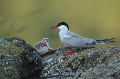 <i class='fa fa-user'></i>&nbsp;Alex Roetemeijer&nbsp;|   Visdief&nbsp; <i class='fa fa-eye'>&nbsp;150</i> &nbsp; <i class='fa fa-comment-o'>&nbsp;3</i>