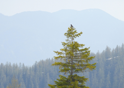 <i class='fa fa-user'></i>&nbsp;sieb&nbsp;|   Beflijster&nbsp; <i class='fa fa-eye'>&nbsp;191</i> &nbsp;<i class='fa fa-thumbs-up'>&nbsp;8</i> &nbsp; <i class='fa fa-comment-o'>&nbsp;10</i>