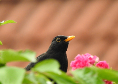 <i class='fa fa-user'></i>&nbsp;Jovanzo&nbsp;|   Merel&nbsp; <i class='fa fa-eye'>&nbsp;105</i> &nbsp;<i class='fa fa-thumbs-up'>&nbsp;1</i> &nbsp; <i class='fa fa-comment-o'>&nbsp;0</i>