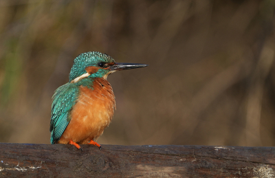 <i class='fa fa-user'></i>&nbsp;david ruijs&nbsp;|   IJsvogel&nbsp; <i class='fa fa-eye'>&nbsp;138</i> &nbsp; <i class='fa fa-comment-o'>&nbsp;2</i>