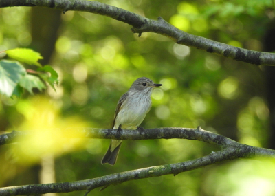 <i class='fa fa-user'></i>&nbsp;Kris&nbsp;|   Grauwe Vliegenvanger&nbsp; <i class='fa fa-eye'>&nbsp;128</i> &nbsp; <i class='fa fa-comment-o'>&nbsp;3</i>