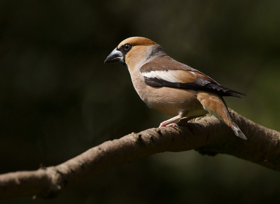 <i class='fa fa-user'></i>&nbsp;henkdikkers&nbsp;|   Appelvink&nbsp; <i class='fa fa-eye'>&nbsp;146</i> &nbsp;<i class='fa fa-thumbs-up'>&nbsp;2</i> &nbsp; <i class='fa fa-comment-o'>&nbsp;6</i>