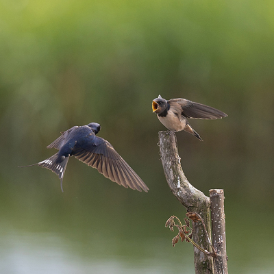 <i class='fa fa-user'></i>&nbsp;ellen&nbsp;|   Boerenzwaluw&nbsp; <i class='fa fa-eye'>&nbsp;155</i> &nbsp; <i class='fa fa-comment-o'>&nbsp;3</i>