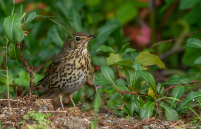 <i class='fa fa-user'></i>&nbsp;PJBeek&nbsp;|   Zanglijster&nbsp; <i class='fa fa-eye'>&nbsp;103</i> &nbsp;<i class='fa fa-thumbs-up'>&nbsp;1</i> &nbsp; <i class='fa fa-comment-o'>&nbsp;2</i>