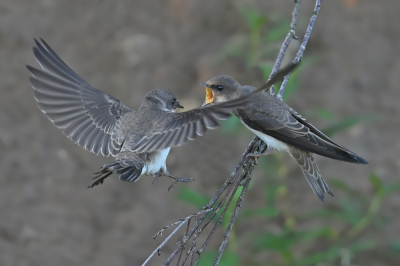 <i class='fa fa-user'></i>&nbsp;Johan G&nbsp;|   Oeverzwaluw&nbsp; <i class='fa fa-eye'>&nbsp;155</i> &nbsp; <i class='fa fa-comment-o'>&nbsp;0</i>