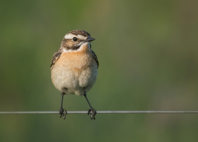 <i class='fa fa-user'></i>&nbsp;Hillebrand Keun&nbsp;|   Paapje&nbsp; <i class='fa fa-eye'>&nbsp;136</i> &nbsp;<i class='fa fa-thumbs-up'>&nbsp;2</i> &nbsp; <i class='fa fa-comment-o'>&nbsp;2</i>