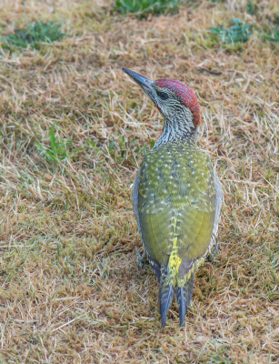 <i class='fa fa-user'></i>&nbsp;pietwil&nbsp;|   Groene Specht&nbsp; <i class='fa fa-eye'>&nbsp;162</i> &nbsp;<i class='fa fa-thumbs-up'>&nbsp;1</i> &nbsp; <i class='fa fa-comment-o'>&nbsp;2</i>