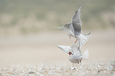 <i class='fa fa-user'></i>&nbsp;Vincent Vuik&nbsp;|   Visdief&nbsp; <i class='fa fa-eye'>&nbsp;218</i> &nbsp;<i class='fa fa-thumbs-up'>&nbsp;4</i> &nbsp; <i class='fa fa-comment-o'>&nbsp;11</i>