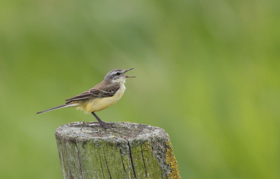 <i class='fa fa-user'></i>&nbsp;Fokke57&nbsp;|   Gele Kwikstaart&nbsp; <i class='fa fa-eye'>&nbsp;136</i> &nbsp; <i class='fa fa-comment-o'>&nbsp;3</i>