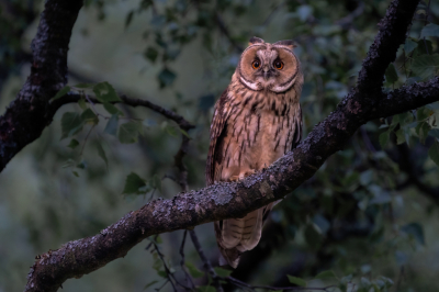 <i class='fa fa-user'></i>&nbsp;wouterroepel&nbsp;|   Ransuil&nbsp; <i class='fa fa-eye'>&nbsp;242</i> &nbsp;<i class='fa fa-thumbs-up'>&nbsp;12</i> &nbsp; <i class='fa fa-comment-o'>&nbsp;9</i>