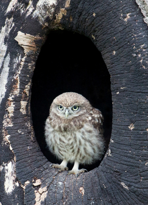 <i class='fa fa-user'></i>&nbsp;Martijn Schot&nbsp;|   Steenuil&nbsp; <i class='fa fa-eye'>&nbsp;199</i> &nbsp;<i class='fa fa-thumbs-up'>&nbsp;1</i> &nbsp; <i class='fa fa-comment-o'>&nbsp;4</i>