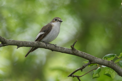 <i class='fa fa-user'></i>&nbsp;Wil Doorn-Meijne&nbsp;|   Bonte Vliegenvanger&nbsp; <i class='fa fa-eye'>&nbsp;164</i> &nbsp;<i class='fa fa-thumbs-up'>&nbsp;9</i> &nbsp; <i class='fa fa-comment-o'>&nbsp;8</i>