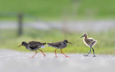 <i class='fa fa-user'></i>&nbsp;Bert Ooms&nbsp;|   Grutto&nbsp; <i class='fa fa-eye'>&nbsp;150</i> &nbsp; <i class='fa fa-comment-o'>&nbsp;3</i>