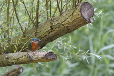 <i class='fa fa-user'></i>&nbsp;Frank Schulkes&nbsp;|   IJsvogel&nbsp; <i class='fa fa-eye'>&nbsp;140</i> &nbsp; <i class='fa fa-comment-o'>&nbsp;2</i>