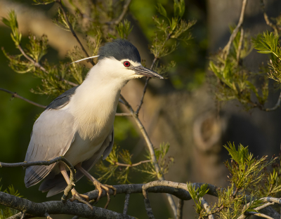 <i class='fa fa-user'></i>&nbsp;Alfred Berkhof&nbsp;|   Kwak&nbsp; <i class='fa fa-eye'>&nbsp;217</i> &nbsp;<i class='fa fa-thumbs-up'>&nbsp;6</i> &nbsp; <i class='fa fa-comment-o'>&nbsp;5</i>