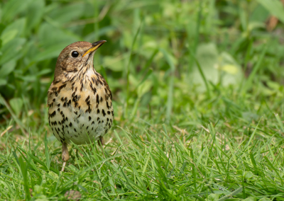 <i class='fa fa-user'></i>&nbsp;PJBeek&nbsp;|   Zanglijster&nbsp; <i class='fa fa-eye'>&nbsp;98</i> &nbsp;<i class='fa fa-thumbs-up'>&nbsp;1</i> &nbsp; <i class='fa fa-comment-o'>&nbsp;1</i>