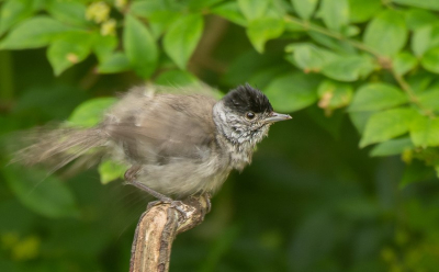 <i class='fa fa-user'></i>&nbsp;PJBeek&nbsp;|   Zwartkop&nbsp; <i class='fa fa-eye'>&nbsp;118</i> &nbsp; <i class='fa fa-comment-o'>&nbsp;3</i>