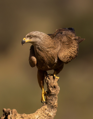 <i class='fa fa-user'></i>&nbsp;Ben Reitsma&nbsp;|   Zwarte Wouw&nbsp; <i class='fa fa-eye'>&nbsp;208</i> &nbsp;<i class='fa fa-thumbs-up'>&nbsp;3</i> &nbsp; <i class='fa fa-comment-o'>&nbsp;4</i>