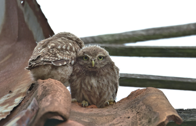 <i class='fa fa-user'></i>&nbsp;RTL&nbsp;|   Steenuil&nbsp; <i class='fa fa-eye'>&nbsp;139</i> &nbsp; <i class='fa fa-comment-o'>&nbsp;5</i>