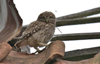 <i class='fa fa-user'></i>&nbsp;RTL&nbsp;|   Steenuil&nbsp; <i class='fa fa-eye'>&nbsp;134</i> &nbsp; <i class='fa fa-comment-o'>&nbsp;2</i>