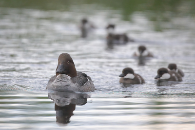 <i class='fa fa-user'></i>&nbsp;Alex Roetemeijer&nbsp;|   Brilduiker&nbsp; <i class='fa fa-eye'>&nbsp;162</i> &nbsp;<i class='fa fa-thumbs-up'>&nbsp;2</i> &nbsp; <i class='fa fa-comment-o'>&nbsp;3</i>