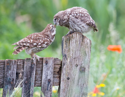 <i class='fa fa-user'></i>&nbsp;Martijn Schot&nbsp;|   Steenuil&nbsp; <i class='fa fa-eye'>&nbsp;217</i> &nbsp;<i class='fa fa-thumbs-up'>&nbsp;7</i> &nbsp; <i class='fa fa-comment-o'>&nbsp;6</i>