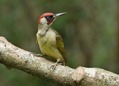 <i class='fa fa-user'></i>&nbsp;henkdikkers&nbsp;|   Groene Specht&nbsp; <i class='fa fa-eye'>&nbsp;192</i> &nbsp;<i class='fa fa-thumbs-up'>&nbsp;16</i> &nbsp; <i class='fa fa-comment-o'>&nbsp;9</i>