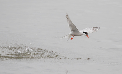 <i class='fa fa-user'></i>&nbsp;Marie-Jos� Boon&nbsp;|   Visdief&nbsp; <i class='fa fa-eye'>&nbsp;137</i> &nbsp;<i class='fa fa-thumbs-up'>&nbsp;1</i> &nbsp; <i class='fa fa-comment-o'>&nbsp;3</i>