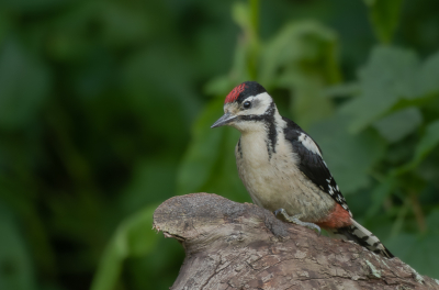 De juveniele grote bonte spechten ziojn alweer een tijdje uitgevlogen. Ze zijn hartstikke druk en het kost dus veel tijd om ze behoorlijk op de foto te krijgen. In dit geval goed gelukt vind ik
