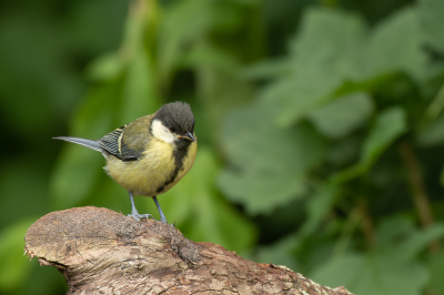 <i class='fa fa-user'></i>&nbsp;PJBeek&nbsp;|   Koolmees&nbsp; <i class='fa fa-eye'>&nbsp;121</i> &nbsp; <i class='fa fa-comment-o'>&nbsp;2</i>