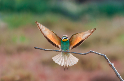 <i class='fa fa-user'></i>&nbsp;pabos&nbsp;|   Bijeneter&nbsp; <i class='fa fa-eye'>&nbsp;249</i> &nbsp;<i class='fa fa-thumbs-up'>&nbsp;4</i> &nbsp; <i class='fa fa-comment-o'>&nbsp;4</i>