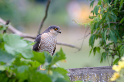 <i class='fa fa-user'></i>&nbsp;Ties Niehof&nbsp;|   Sperwer&nbsp; <i class='fa fa-eye'>&nbsp;171</i> &nbsp;<i class='fa fa-thumbs-up'>&nbsp;1</i> &nbsp; <i class='fa fa-comment-o'>&nbsp;5</i>