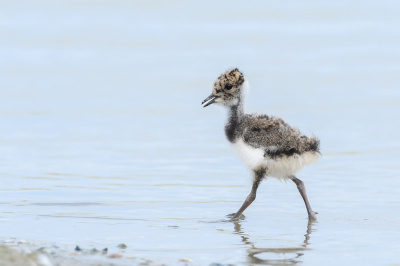 <i class='fa fa-user'></i>&nbsp;Wil Doorn-Meijne&nbsp;|   Kievit&nbsp; <i class='fa fa-eye'>&nbsp;142</i> &nbsp;<i class='fa fa-thumbs-up'>&nbsp;2</i> &nbsp; <i class='fa fa-comment-o'>&nbsp;5</i>