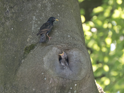 <i class='fa fa-user'></i>&nbsp;Gert-Jan Cromwijk&nbsp;|   Spreeuw&nbsp; <i class='fa fa-eye'>&nbsp;193</i> &nbsp; <i class='fa fa-comment-o'>&nbsp;2</i>