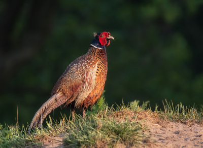 <i class='fa fa-user'></i>&nbsp;Hillebrand Keun&nbsp;|   Fazant&nbsp; <i class='fa fa-eye'>&nbsp;119</i> &nbsp;<i class='fa fa-thumbs-up'>&nbsp;2</i> &nbsp; <i class='fa fa-comment-o'>&nbsp;4</i>