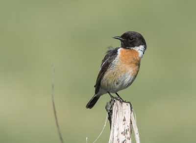 <i class='fa fa-user'></i>&nbsp;Hillebrand Keun&nbsp;|   Roodborsttapuit&nbsp; <i class='fa fa-eye'>&nbsp;152</i> &nbsp;<i class='fa fa-thumbs-up'>&nbsp;3</i> &nbsp; <i class='fa fa-comment-o'>&nbsp;2</i>